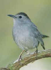 A gray catbird.