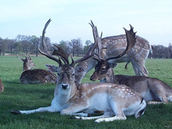 Fallow deer.  Click to learn more!