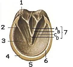 A horse's hoof.  Click to learn more.