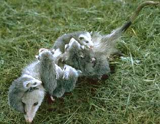 The marsupial known as the opossum, Didelphis virginialis.  Click to learn more.