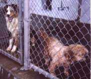 Dogs in the pound.  Click to follow the link.