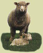 They're too cute to call mutton!